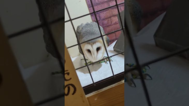 ふくろう日記1189