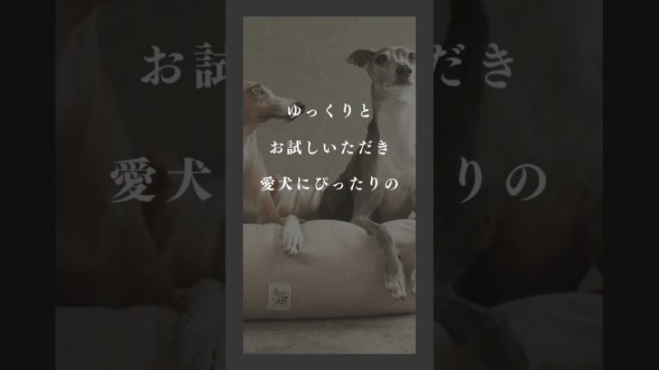 代官山高品質ヨーロッパブランド ペット用品専門店 12月12日新店舗オープン！見逃せない理由は？【Alice’s Dog & Cat】