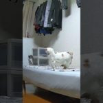 白さんの1日をペットカメラで撮影して、サマリー動画にまとめてみた🐾A Day with Shiro, Captured by a Pet Camera 🐾  #shiro #猫 #cat