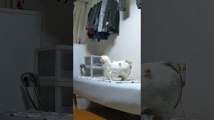 白さんの1日をペットカメラで撮影して、サマリー動画にまとめてみた🐾A Day with Shiro, Captured by a Pet Camera 🐾  #shiro #猫 #cat