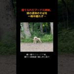 道の真ん中で主人を待ち続ける2匹のプードル姉妹…衝撃の悲劇と奇跡の救出 😢#動物救助 #プードル #捨て犬 #忠誠心 #感動ストーリー #犬の救出 #アナスタシア #ペット #涙注意