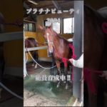 ナランフレグの甥っ子 プラチナビューティの2024 競走馬に向いて育成中！ #動物 ＃競馬＃競走馬