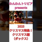 2025クリスマス特集クリスマス編(ダックス)🐶 #shorts #ミニチュアダックスフンド #犬 #いぬ #雑学 #雑学ショート #クリスマス #short #shortsfeed
