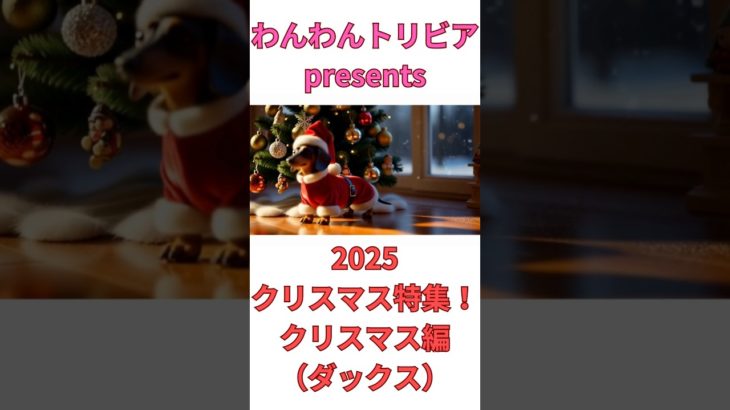 2025クリスマス特集クリスマス編(ダックス)🐶 #shorts #ミニチュアダックスフンド #犬 #いぬ #雑学 #雑学ショート #クリスマス #short #shortsfeed