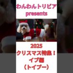 2025クリスマス特集イブ編(トイプー)🐶 #shorts #クリスマス #トイプードル #犬 #いぬ #雑学 #雑学ショート #short #shortsfeed