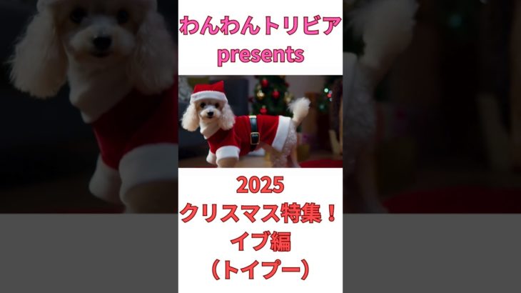 2025クリスマス特集イブ編(トイプー)🐶 #shorts #クリスマス #トイプードル #犬 #いぬ #雑学 #雑学ショート #short #shortsfeed