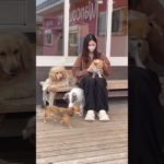 お膝の上でまったり #20251203おうちホテル#ペットホテル#ケージフリー#静岡県袋井市 #ワンコワークス#大型犬#小型犬#中型犬#犬のいる暮らし#イヌバーシティ