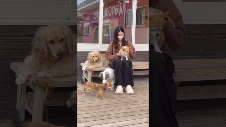 お膝の上でまったり #20251203おうちホテル#ペットホテル#ケージフリー#静岡県袋井市 #ワンコワークス#大型犬#小型犬#中型犬#犬のいる暮らし#イヌバーシティ