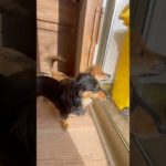 日向ぼっこ🐣 #20251211おうちホテル#ペットホテル#ケージフリー#静岡県袋井市 #ワンコワークス#大型犬#小型犬#中型犬#犬のいる暮らし#イヌバーシティ