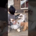 まったり〜✨ #20251213おうちホテル#ペットホテル#ケージフリー#静岡県袋井市 #ワンコワークス#大型犬#小型犬#中型犬#犬のいる暮らし#イヌバーシティ