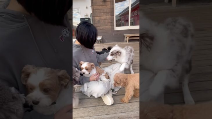 まったり〜✨ #20251213おうちホテル#ペットホテル#ケージフリー#静岡県袋井市 #ワンコワークス#大型犬#小型犬#中型犬#犬のいる暮らし#イヌバーシティ