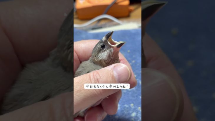 2025年12月16日の文鳥保育園のようす #birds #javasparrow #ペット #小鳥 #文鳥 #癒し #かわいい #動物 #ショート