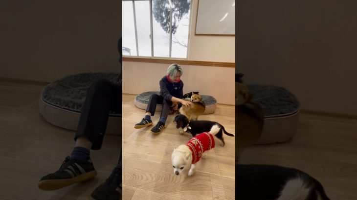 😆💝 #20251221おうちホテル#ペットホテル#ケージフリー#静岡県袋井市 #ワンコワークス#大型犬#小型犬#中型犬#犬のいる暮らし#イヌバーシティ