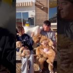 ペロペロ😋 #20251227おうちホテル#ペットホテル#ケージフリー#静岡県袋井市 #ワンコワークス#大型犬#小型犬#中型犬#犬のいる暮らし#イヌバーシティ