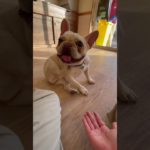 エヘヘ😅 #20251230おうちホテル#ペットホテル#ケージフリー#静岡県袋井市 #ワンコワークス#大型犬#小型犬#中型犬#犬のいる暮らし#イヌバーシティ