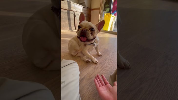 エヘヘ😅 #20251230おうちホテル#ペットホテル#ケージフリー#静岡県袋井市 #ワンコワークス#大型犬#小型犬#中型犬#犬のいる暮らし#イヌバーシティ