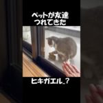 ペットの猫がお友達を連れてきた#21
