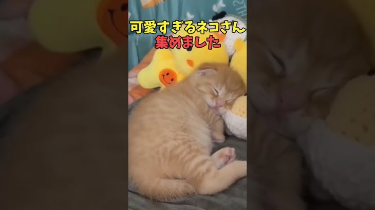 絶対もう一回見ちゃう猫映像#猫　#猫のいる暮らし　#猫動画　#ねこ　#可愛い　#かわいい　#可愛すぎる　#2ch　#癒し　#ペット　#動物　#2ch 　#shorts
