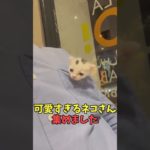 絶対ふにゃふにゃ〜ってなる猫映像#猫　#猫のいる暮らし　#猫動画　#ねこ　#可愛い　#かわいい　#可愛すぎる　#2ch　#癒し　#ペット　#動物　#2ch 　#shorts