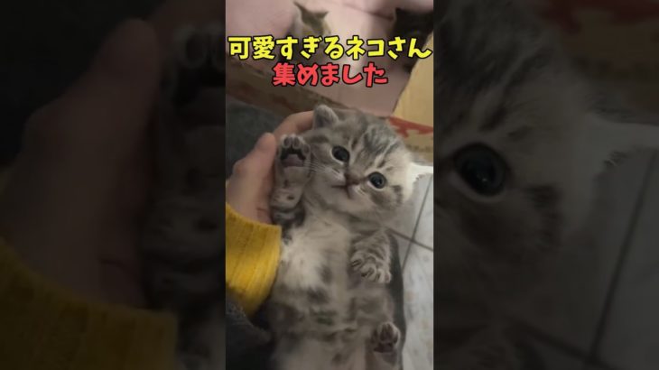 絶対みんなに優しくなる猫映像#猫　#猫のいる暮らし　#猫動画　#ねこ　#可愛い　#かわいい　#可愛すぎる　#2ch　#癒し　#ペット　#動物　#2ch 　#shorts