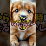 犬がやらかした時に見せる“ごまかし方”3選　 #犬 #ペット #雑学
