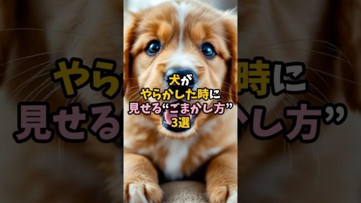 犬がやらかした時に見せる“ごまかし方”3選　 #犬 #ペット #雑学