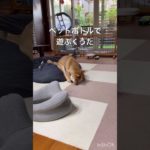 豆柴くうた（4ヶ月）のすきなもの。ペットボトルは割れたら回収します。#豆柴 #豆柴のいる生活 #パピー #子犬 #癒し #ペットボトル