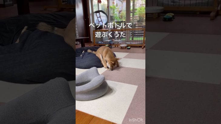 豆柴くうた（4ヶ月）のすきなもの。ペットボトルは割れたら回収します。#豆柴 #豆柴のいる生活 #パピー #子犬 #癒し #ペットボトル