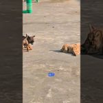 賢い小さな犬 (パート 4)