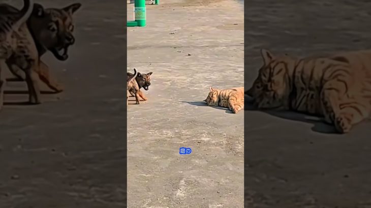 賢い小さな犬 (パート 4)