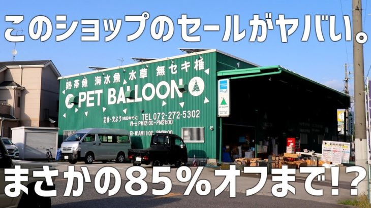 【4万円オフも】ペットバルーンの年末セールが凄い。特価品が更にオフになる異常事態！オススメを解説！#764【アクアリウム】