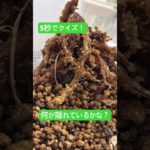 【わかる人は天才❗️】5秒でクイズ！　#shorts #クイズ #ペット #天才