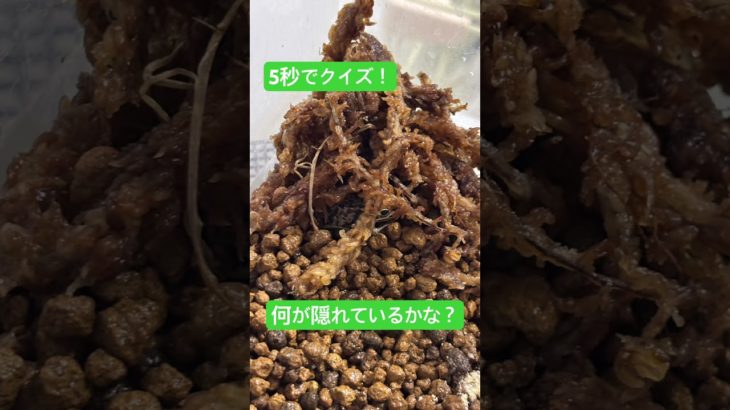 【わかる人は天才❗️】5秒でクイズ！　#shorts #クイズ #ペット #天才