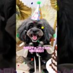 今日はチョコちゃんの6歳の💝🎂 𝙷𝚊𝚙𝚙𝚢 𝙱𝚒𝚛𝚝𝚑𝚍𝚊𝚢🎂🎉夜はケーキ🍰💕でお祝い㊗️🎉#犬好き #可愛い#トイプードル#ペキニーズ#日常 #ペット #癒し#犬のいる生活#誕生日