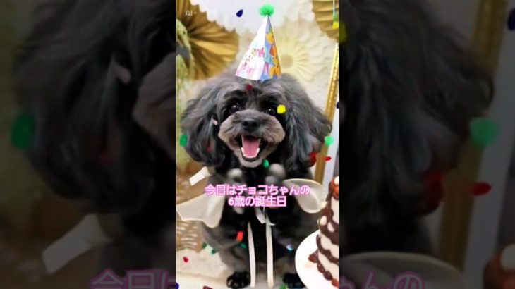今日はチョコちゃんの6歳の💝🎂 𝙷𝚊𝚙𝚙𝚢 𝙱𝚒𝚛𝚝𝚑𝚍𝚊𝚢🎂🎉夜はケーキ🍰💕でお祝い㊗️🎉#犬好き #可愛い#トイプードル#ペキニーズ#日常 #ペット #癒し#犬のいる生活#誕生日