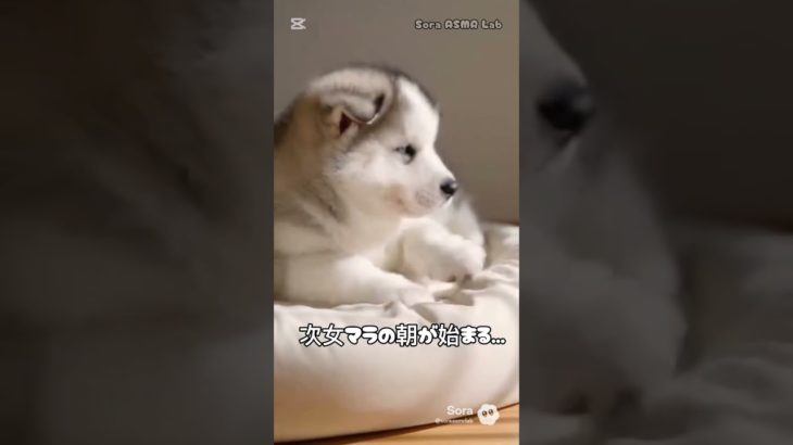 朝のクールビューティ。マラミュートの静かな目覚め♯64