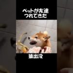 ペットの柴犬がお友達を連れてきた#68