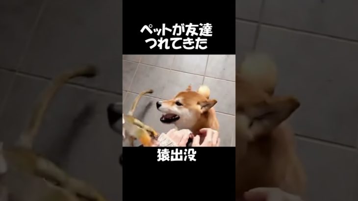 ペットの柴犬がお友達を連れてきた#68