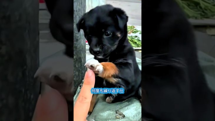 賢い小さな犬 (パート 7)