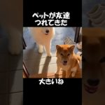 ペットの柴犬がお友達を連れてきた#70