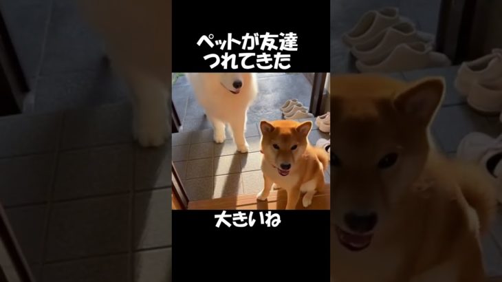 ペットの柴犬がお友達を連れてきた#70