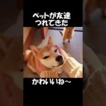 ペットの柴犬がお友達を連れてきた#71