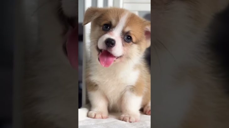 紀錄柯基犬生活點滴_716 | Recording the life of Corgis #corgis #柯基犬 #柯基 #柯基小短腿 #corgi #可愛い #cutedog