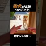 ペットの柴犬がお友達を連れてきた#73