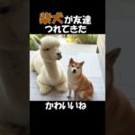 ペットの柴犬がお友達を連れてきた#74