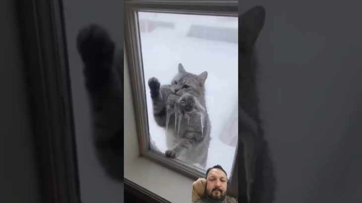 A Dog Saves Frozen Cats | 凍りついた猫を救った犬