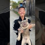 A Greedy Dog Falls Into a Predator’s Trap | Emotional Pet Story