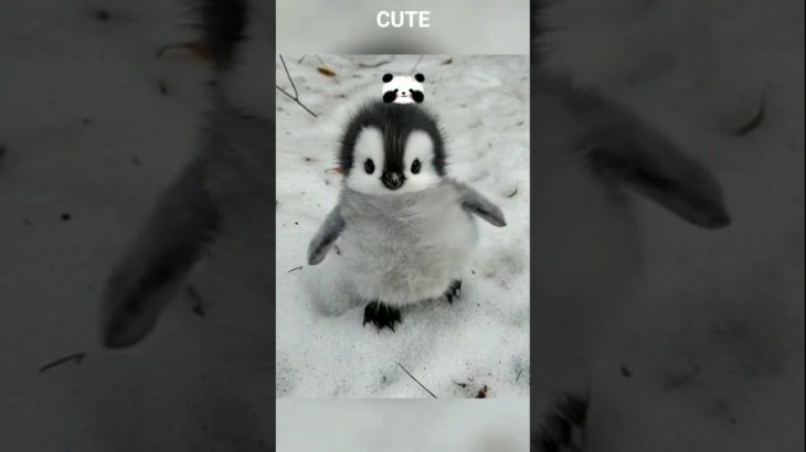 A little and cute PENGUIN #cute #pet #penguin #babyanimals #cuteanimal