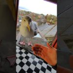 Addressing My Pet Seagulls Hate Comments!