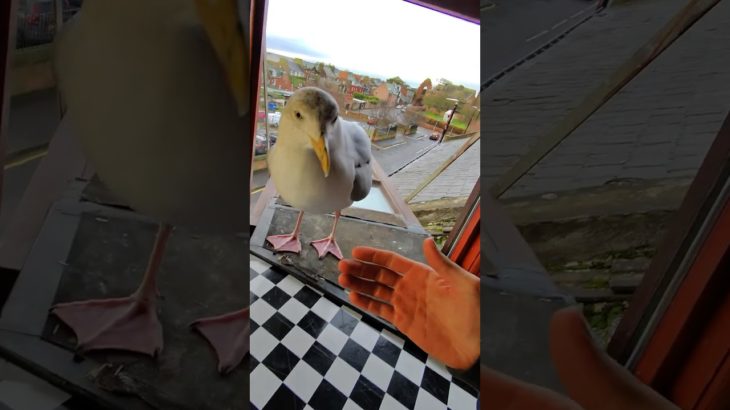 Addressing My Pet Seagulls Hate Comments!